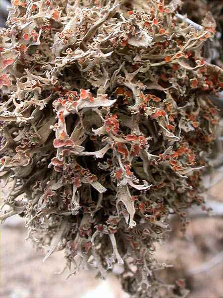 Seirophora villosa (Ach.) Frdn : non  bellissima?
